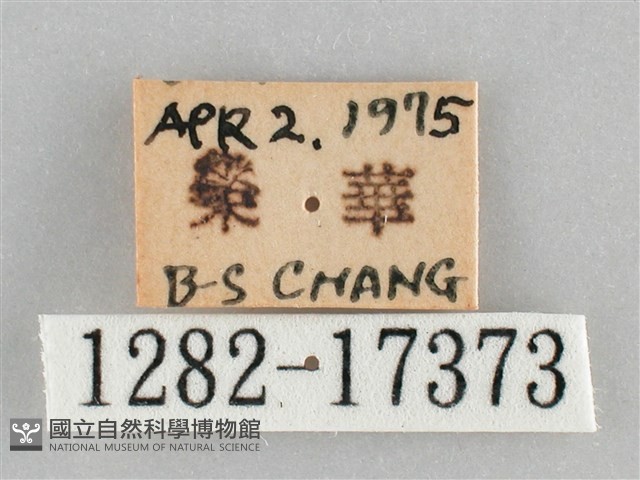 網絲蛺蝶、石牆蝶藏品圖，第3張