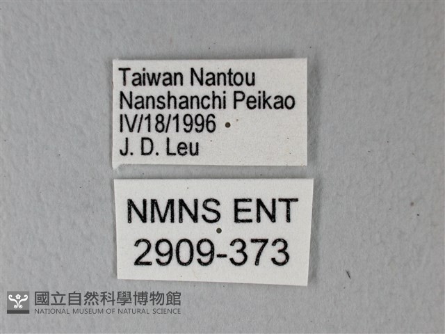 異粉蝶、雌白黃蝶藏品圖，第3張