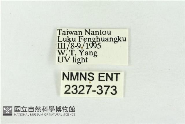 素木綠刺蛾藏品圖，第3張
