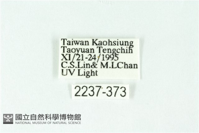 三條橙燈蛾藏品圖，第3張