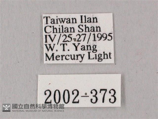 粗斜紋天蛾藏品圖，第3張