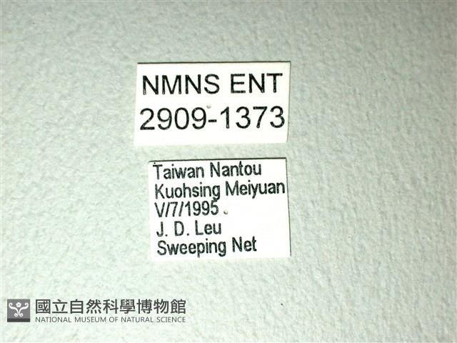 斑鳳蝶藏品圖，第3張