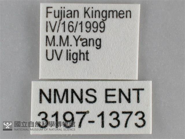 扁刺蛾藏品圖，第3張