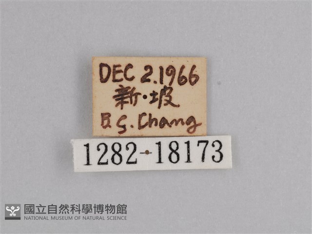 樺斑蝶藏品圖，第3張