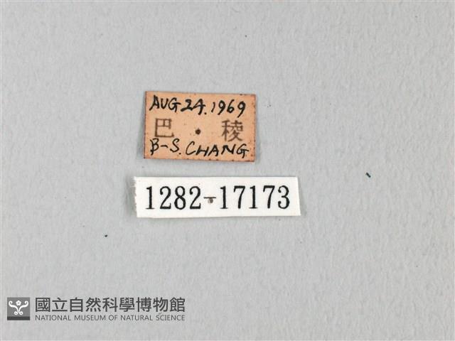 無尾白紋鳳蝶藏品圖，第3張