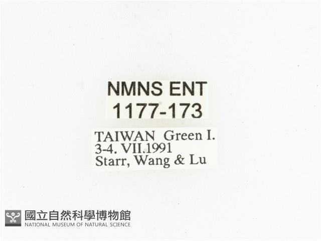 藍艷白點花金龜藏品圖，第2張