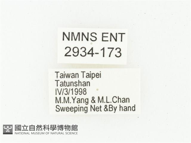 黃腹黑金龜藏品圖，第2張