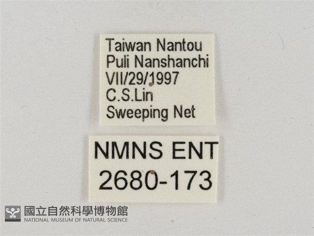 淡褐脈粉蝶藏品圖，第3張