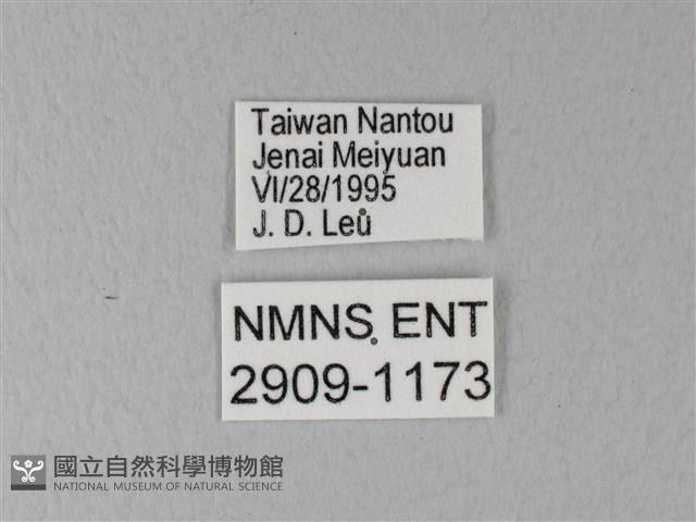 異粉蝶、雌白黃蝶藏品圖，第3張