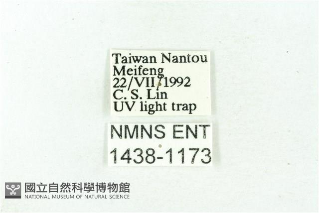臺雪苔蛾藏品圖，第3張