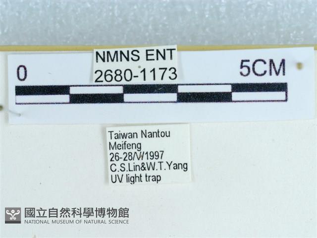 粉蝶燈蛾藏品圖，第3張