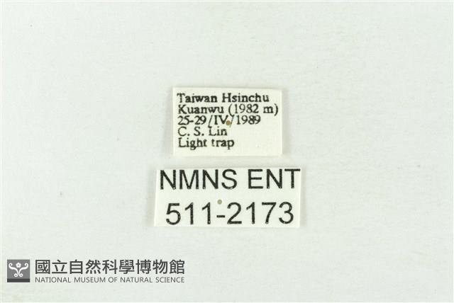 棍棒污燈蛾藏品圖，第3張