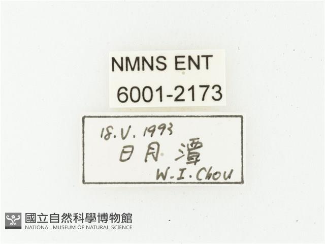 艷邊花金龜藏品圖，第2張