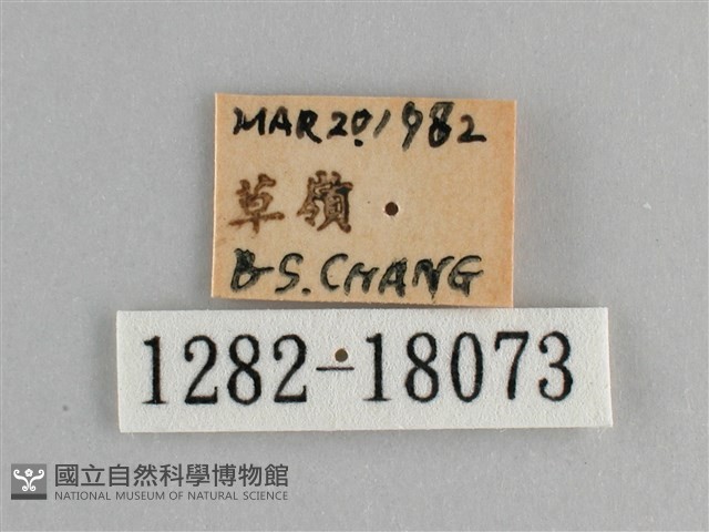 小紅蛺蝶藏品圖，第3張