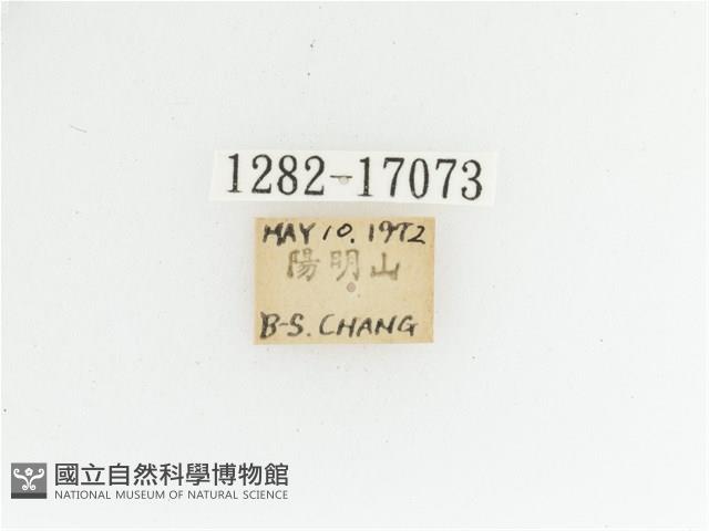 艷金龜藏品圖，第2張