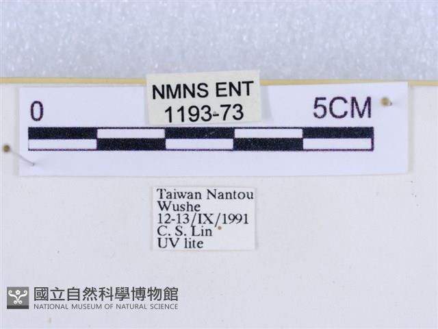 粉蝶燈蛾藏品圖，第3張