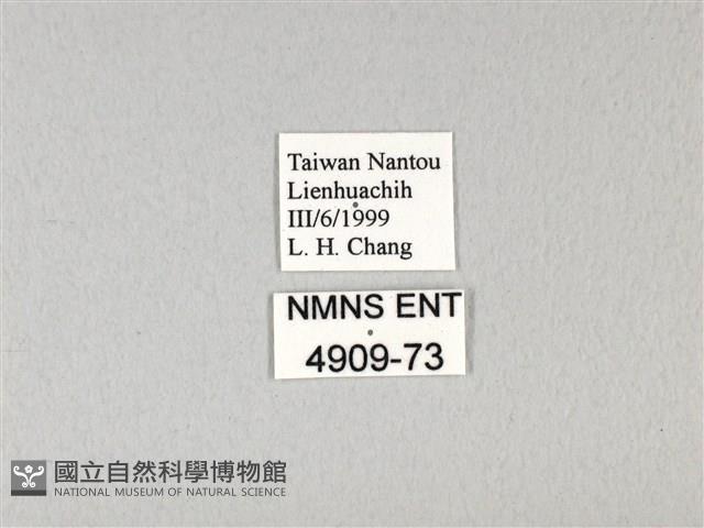 紅珠鳳蝶藏品圖，第3張