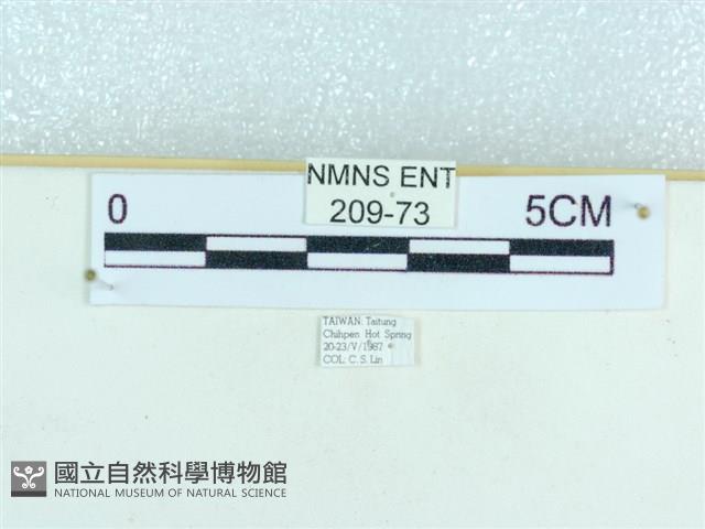 粉蝶燈蛾藏品圖，第3張