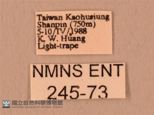 暗綠白腰天蛾藏品圖，第3張