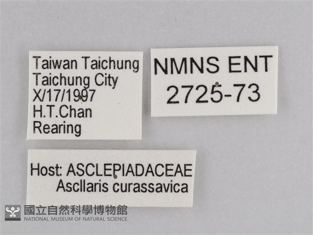 樺斑蝶藏品圖，第3張