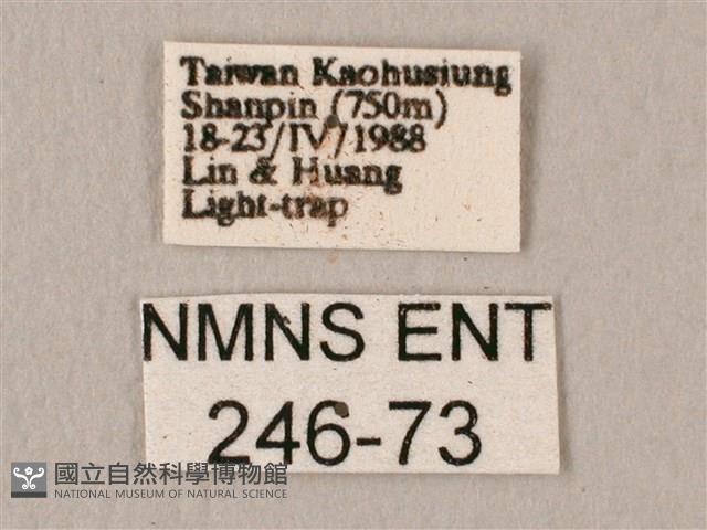 斜帶天蛾藏品圖，第3張