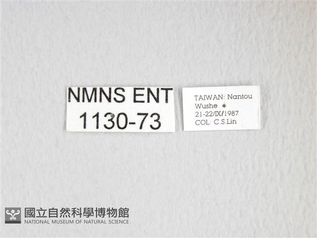 雙黑目天蠶蛾藏品圖，第3張