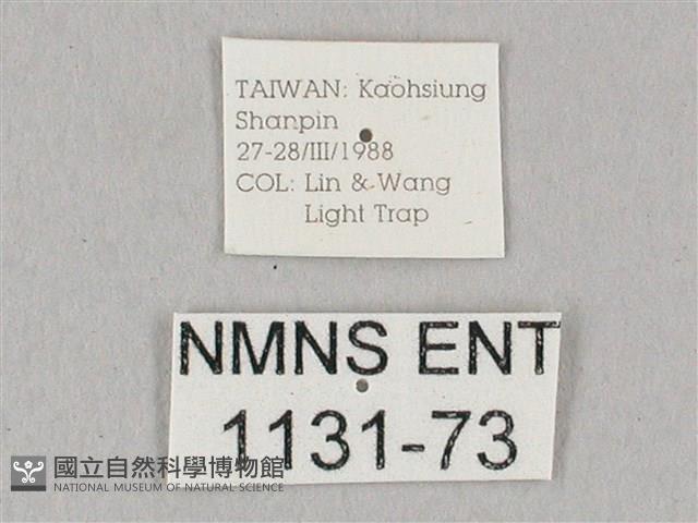 栗六點天蛾藏品圖，第3張