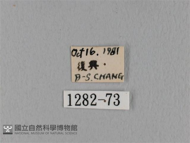 鋸緣枯葉蛾藏品圖，第3張