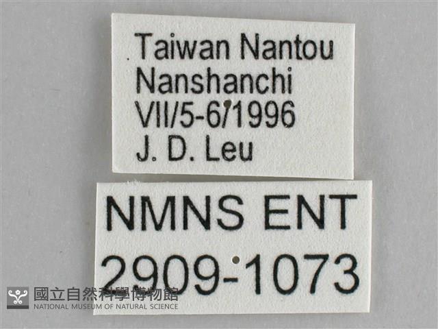 鋸粉蝶藏品圖，第3張