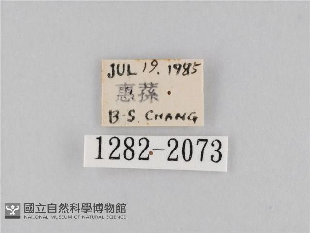 橙擬燈蛾藏品圖，第3張