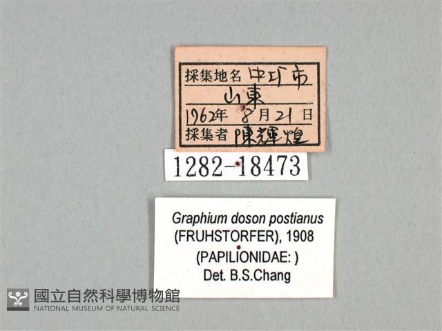 木蘭青鳳蝶藏品圖，第3張
