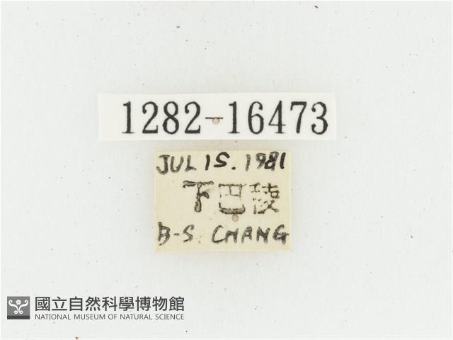 黃肩長腳花金龜藏品圖，第2張