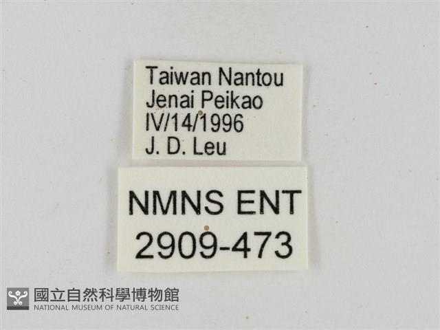 淡褐脈粉蝶藏品圖，第3張