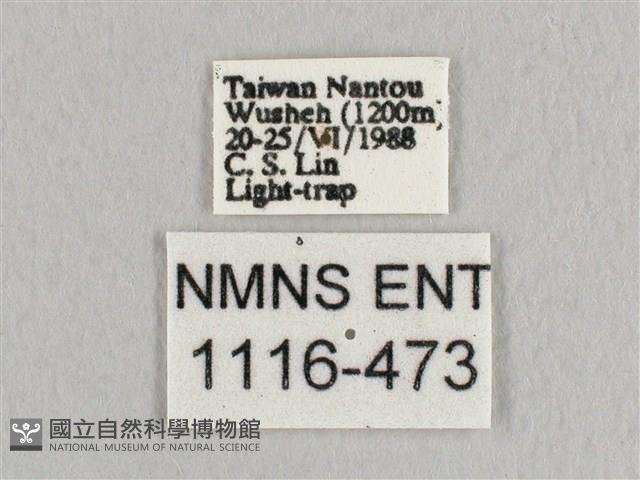 銀端帶鉤蛾藏品圖，第3張