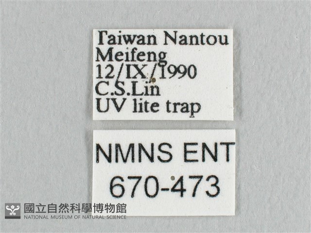 銀端帶鉤蛾藏品圖，第3張