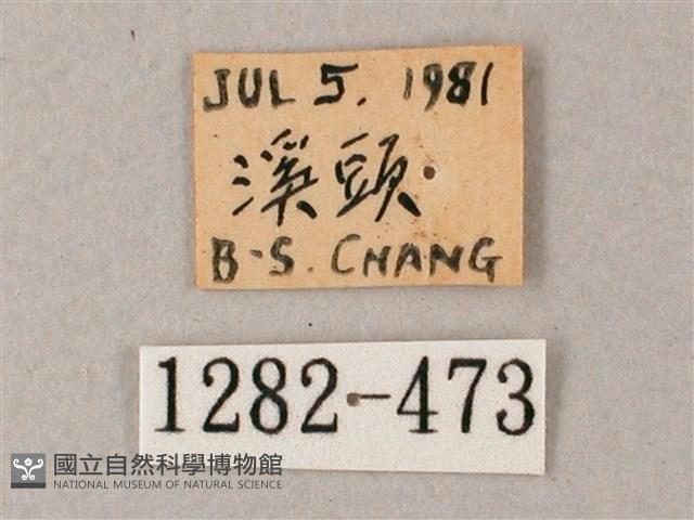 臺灣白肩天蛾藏品圖，第3張