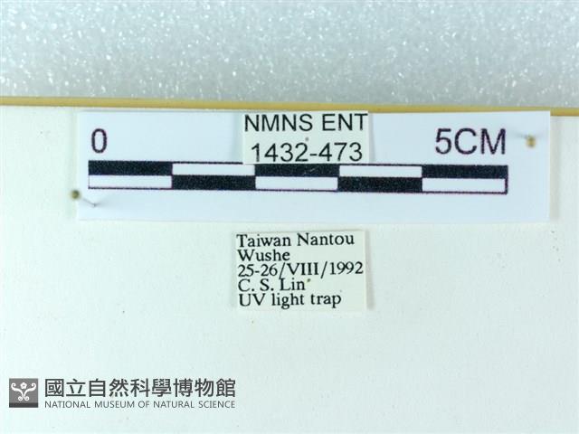 粉蝶燈蛾藏品圖，第3張