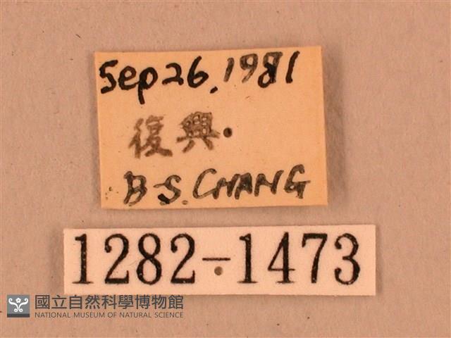 灰紋長喙天蛾藏品圖，第3張