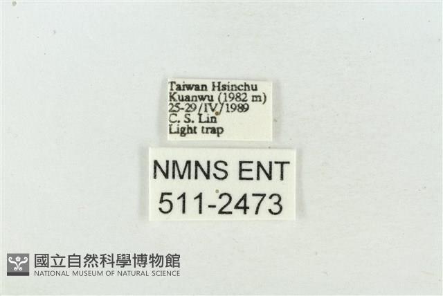 臺美波紋蛾藏品圖，第3張