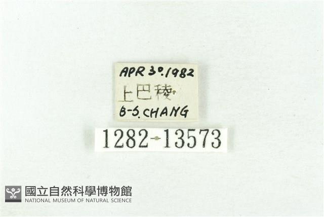 樹形尺蛾藏品圖，第3張