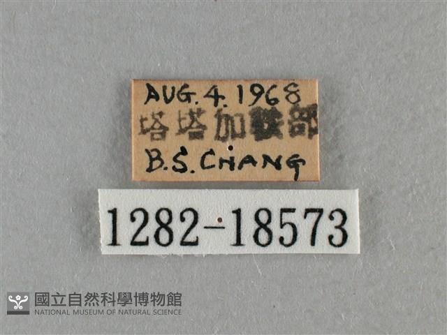細灰蝶藏品圖，第3張
