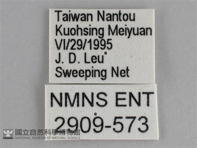 臺灣環蛺蝶藏品圖，第3張