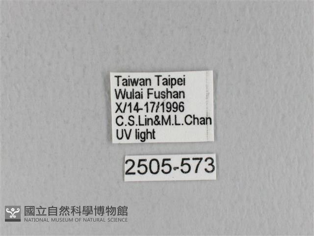 青枯葉蛾藏品圖，第3張