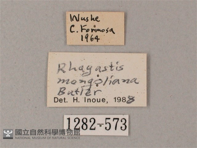 蒙古白肩天蛾藏品圖，第3張