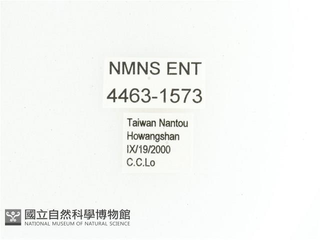 艷金龜藏品圖，第2張