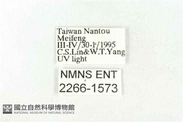 樹形尺蛾藏品圖，第3張