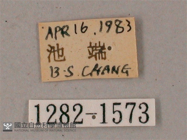 臺灣缺角天蛾藏品圖，第3張