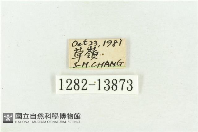 紅暈散紋夜蛾藏品圖，第3張