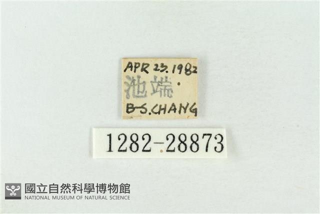 連珠波紋蛾藏品圖，第3張