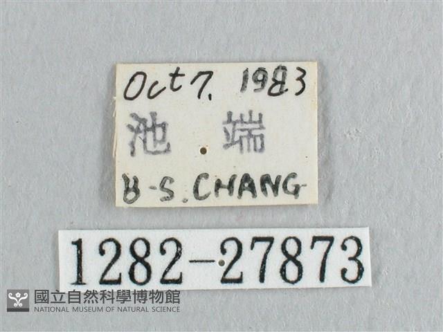 銀斑黃鉤蛾藏品圖，第3張